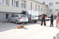 Policjanci trenują psy służbowe.