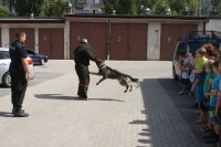 Pokaz umiejętności psa policyjnego
