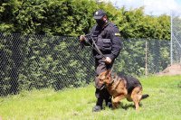 Ćwiczenia policyjnych psów