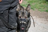 Ćwiczenia policyjnych psów