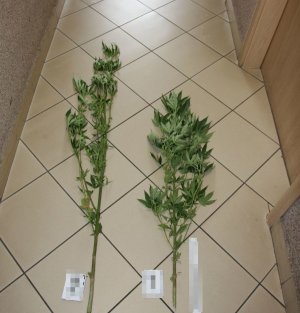 Dwa krzaki ziela konopi zabezpieczone w Brańsku