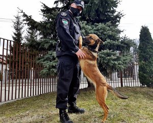 Policyjny pies z przewodnikiem