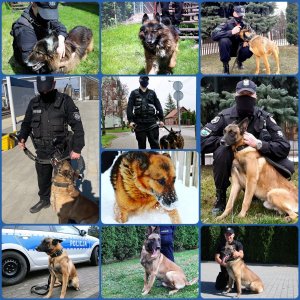 Kolaż zdjęć policyjnych psów
