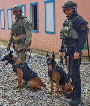 Policjanci stoją z psami.