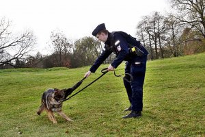 Policjant w mundurze stoi na trwaie, obok niego stoi pies. Policjant daje psu zabawakę, pies ją ciągnie.
