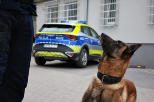 Policyjny pies stoi na placu, widać radiowóz.