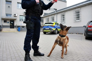 Policyjny pies stoi na placu, widac za nim radiowóz.