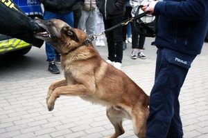 Pies policyjny gryzie rękaw.